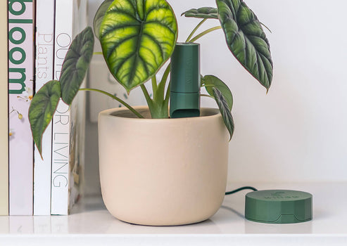 Plant with Willow Starter Pack